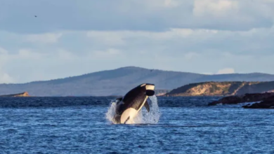 Exploring Merimbula Real Estate: A Gem on the Sapphire Coast