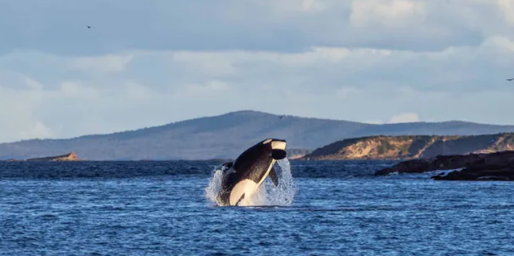 Exploring Merimbula Real Estate: A Gem on the Sapphire Coast